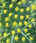 Funcho,Fennel,Sweet fennel,Anethum dulce,Seseli foeniculum
